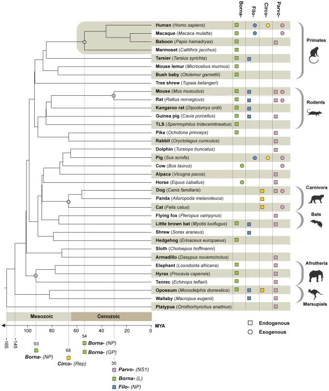 Timescaled phylogenetic tree of mammals screened in this study (after Bininda-Emonds <i>et al</i> <em class="ref">[<b>42</b>]</em>) showing the known distribution of EVEs and of exogenous Borna-, Filo-, Circo-, and Parvoviruses.