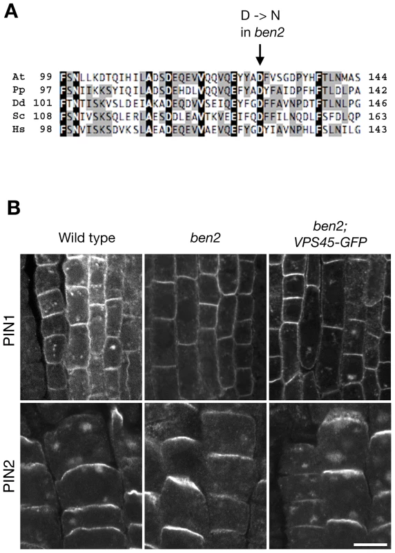 <i>BEN2</i> encodes a SM protein AtVPS45.