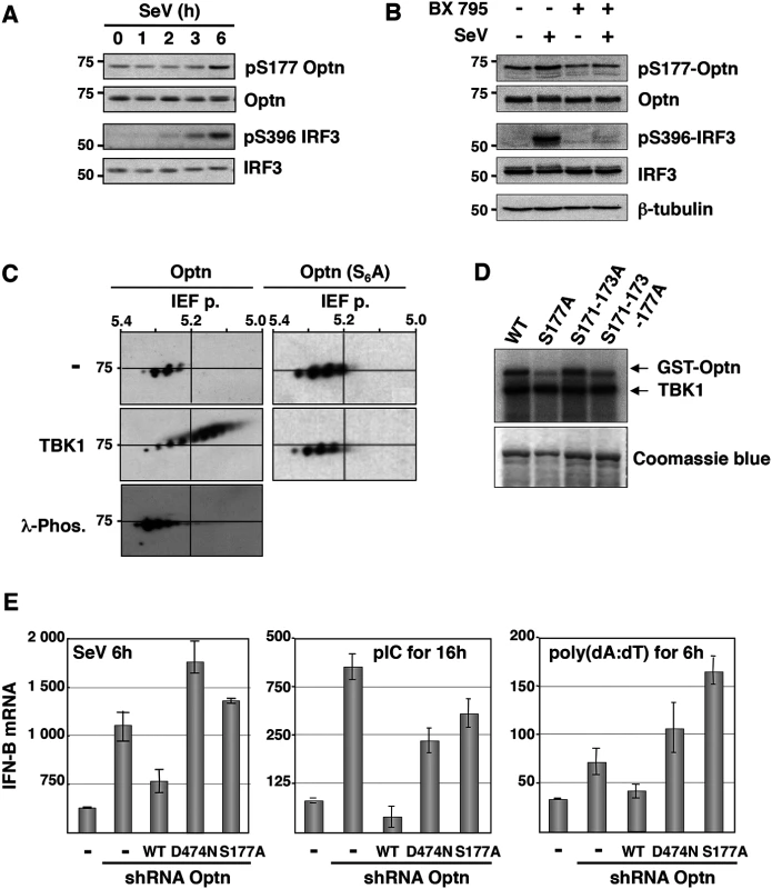 Optn negative effect on the virus-induced interferon pathway requires its phosphorylation and ubiquitin-binding activity.