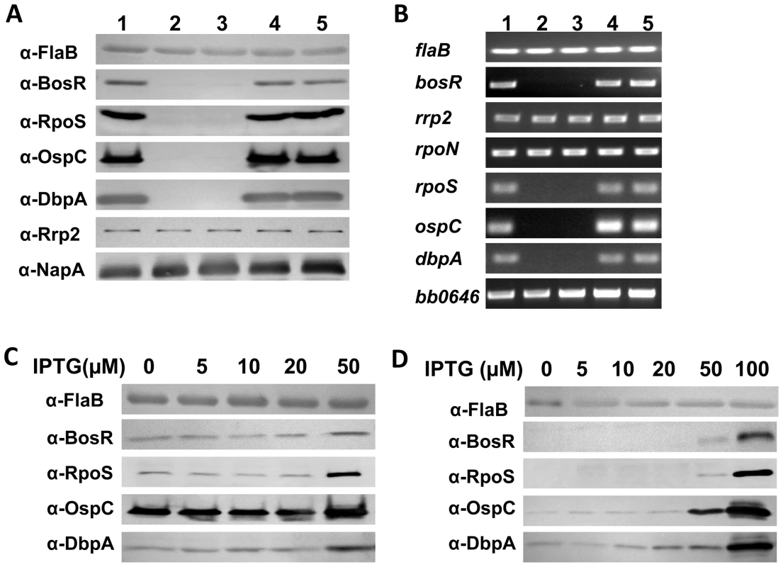 BosR activates the expression of <i>rpoS</i>, <i>ospC</i> and <i>dbpA</i>.