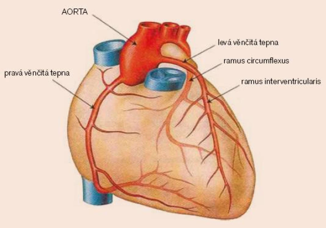 Anatomie koronárních tepen [11].