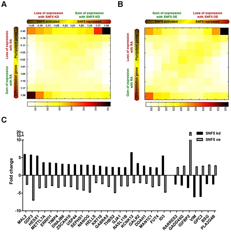 SNF5 controls the balance between pluripotency and differentiation.