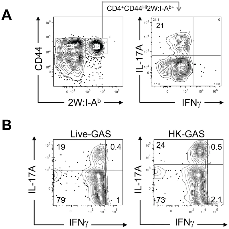 Primary intranasal GAS infection induces a Th17 response.