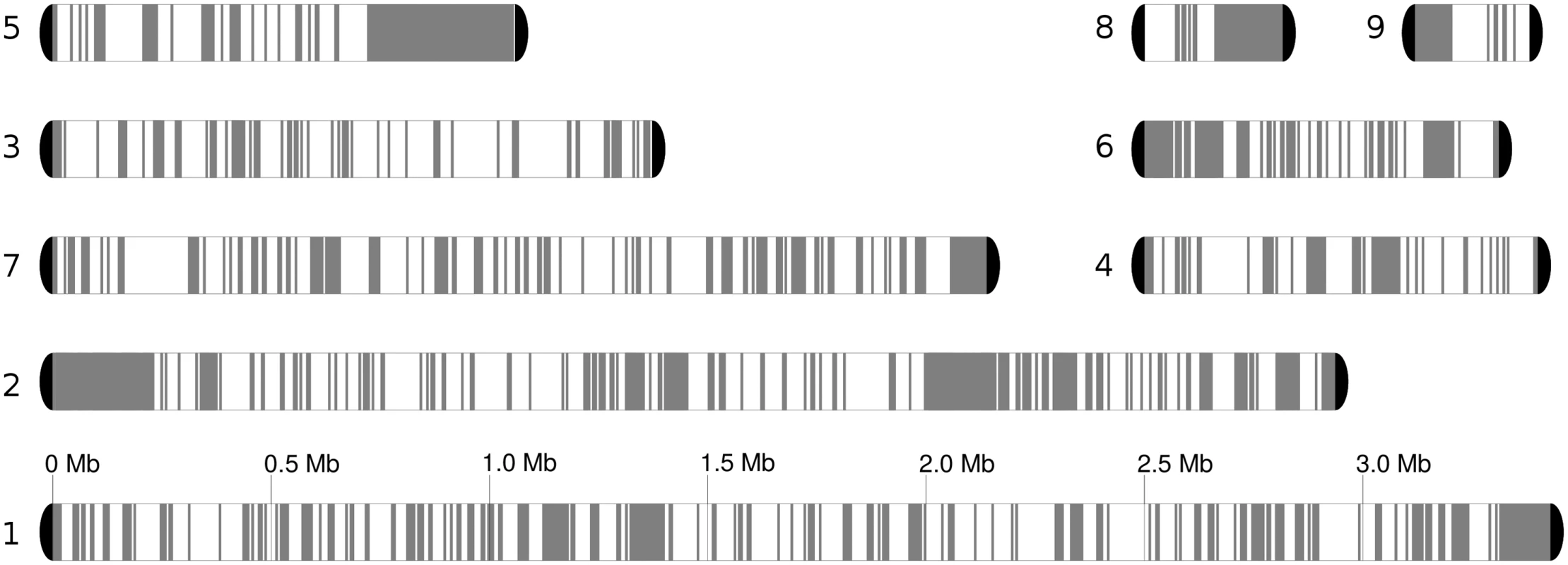 Chromosome blocks for the reference genome, comprising seven chromosomes and two unplaced scaffolds.