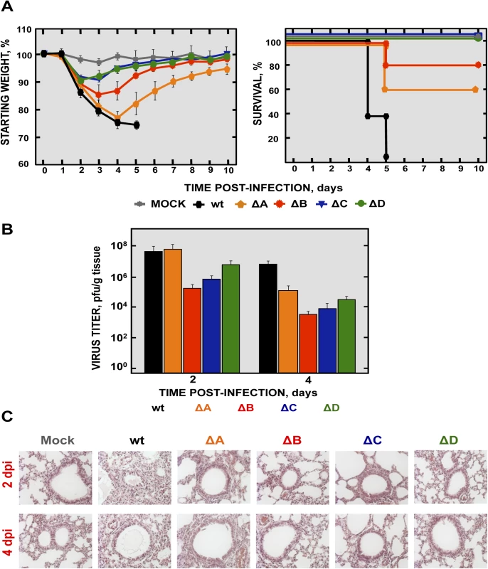 Virulence and viral growth of SARS-CoV-nsp1* mutants <i>in vivo</i>.