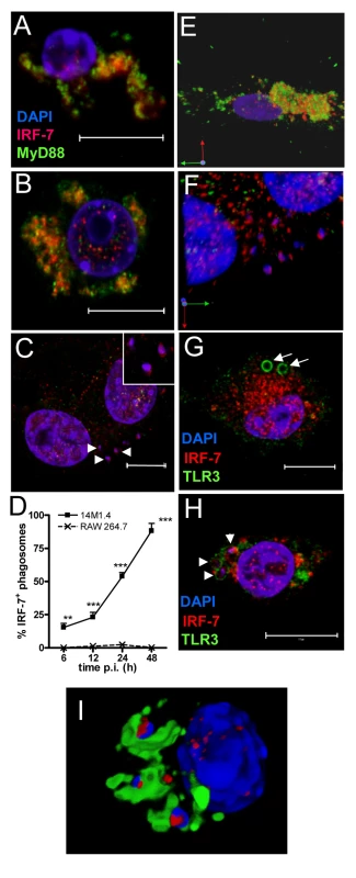 IRF-7 is recruited to <i>Leishmania</i> phagosomes.