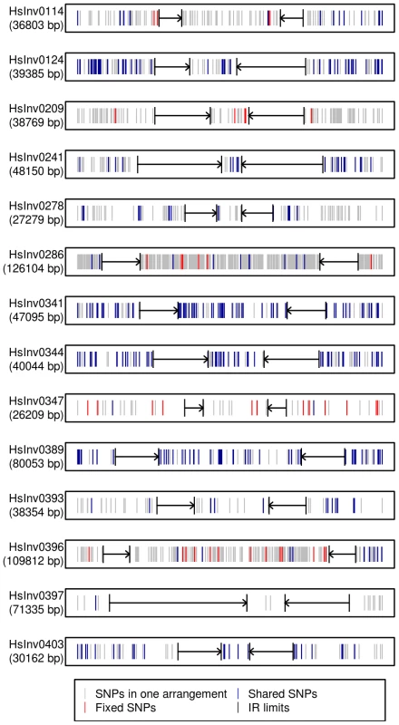 Distribution of SNPs along 14 polymorphic inversions in CEU individuals.