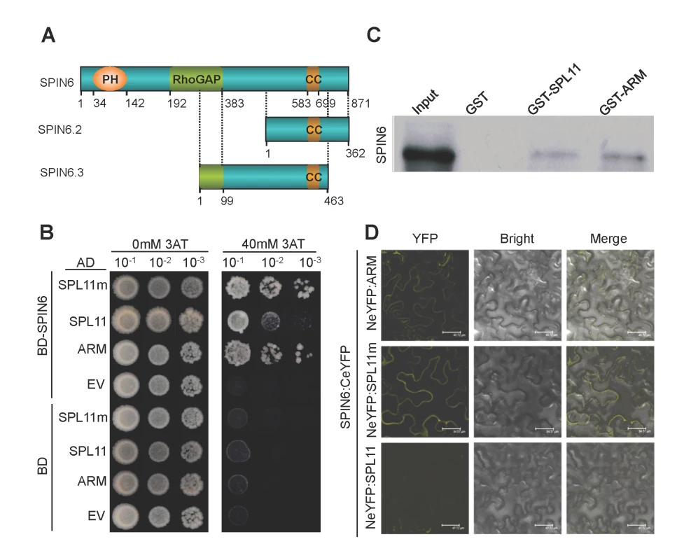 SPIN6 is a Rho GTPase-activating protein (RhoGAP) and interacts with SPL11 <i>in vitro</i> and <i>in vivo</i>.