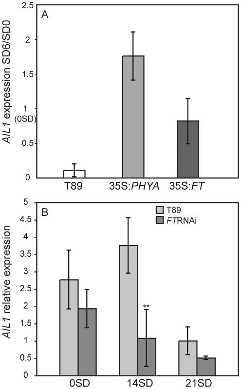 Expression of <i>AIL1</i> in the apex of transgenic lines with aberrant SD response.