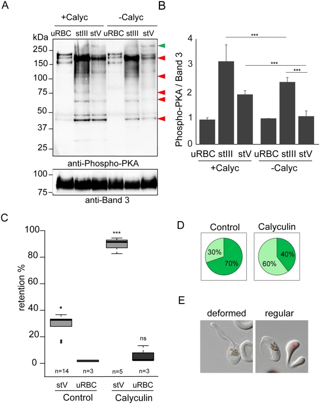 Phosphorylation events contribute to the switch in deformability.