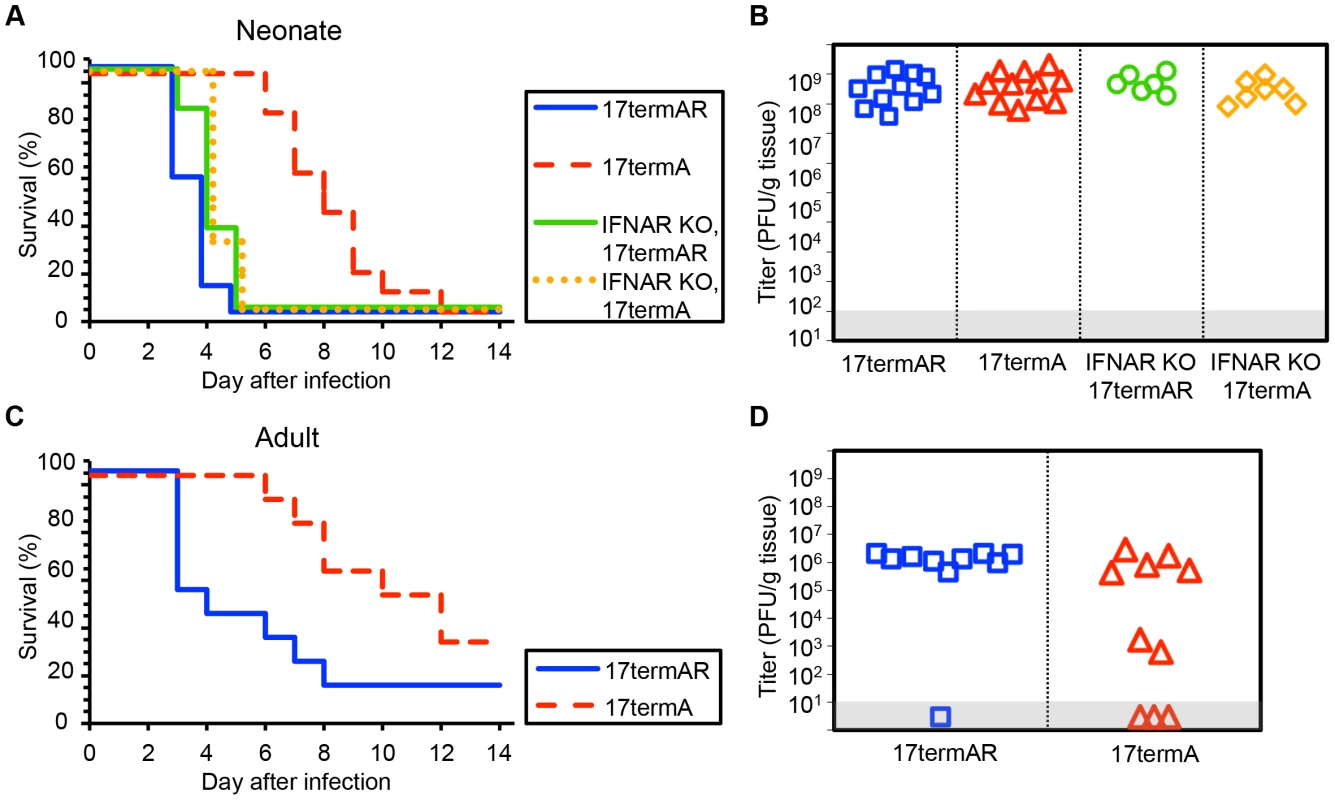 HSV-1 strain 17 γ34.5 is important for mortality and viral replication in the CNS of WT neonatal and adult mice, but virulence is restored in neonates with disrupted type I IFN signaling.