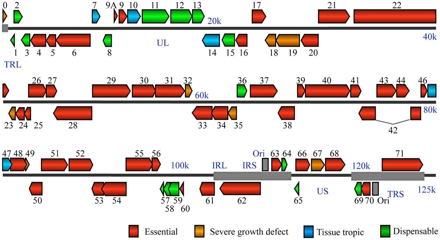 VZV genome-wide functional profiling based on analysis of viral mutants with single open reading frame deletion mutants.