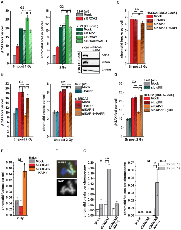 Alt-NHEJ can function as a back-up pathway for HR.