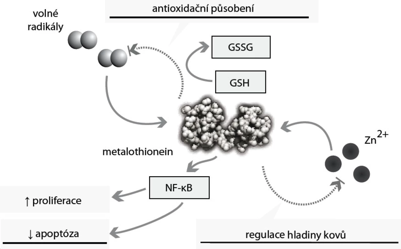 Biologické působení metalothioneinu. Hladina metalothioneinu (MT) je zvyšována zejména vlivem volných radikálů a zvýšenou hladinou kovů, zejména zinku. MT se podílí na detoxikaci těchto kovů a spolu s glutathionem (GSH) působí na volné radikály antioxidačně; MT zvyšuje hladinu NF-kB, a tím působí antiapopticky.