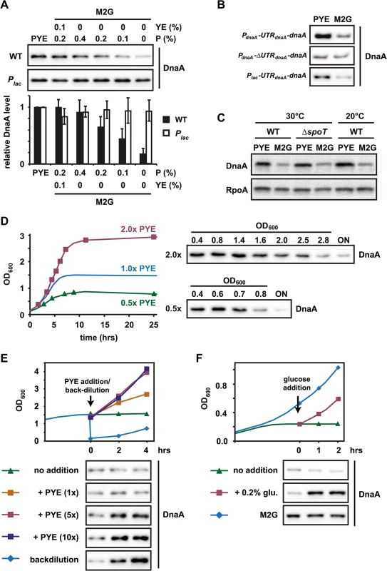 The translation of <i>dnaA</i> is modulated by nutrient availability.