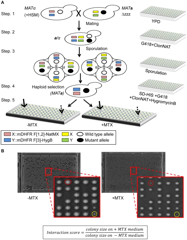 (A) Scheme of rPCA, a systematic method for detecting trans-acting mutations that dissociate a specific PPI in <i>S. cerevisiae</i>.