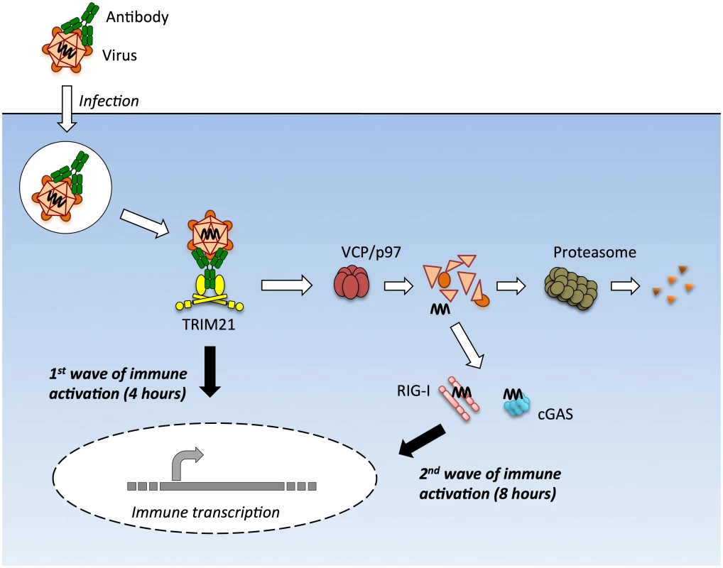 TRIM21 mediates multiple waves of immune sensing.