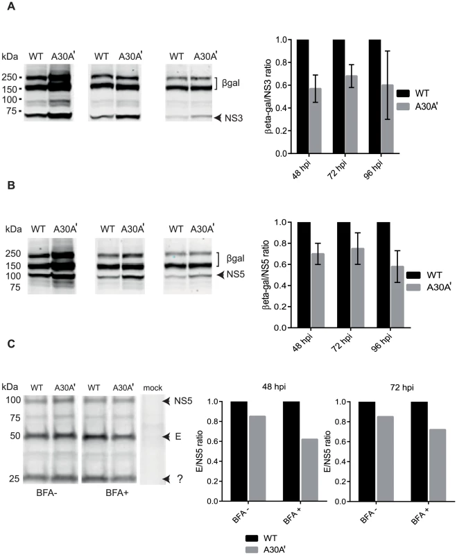PRF disrupts equimolarity of viral protein synthesis in replicon-transfected and virus-infected cells.