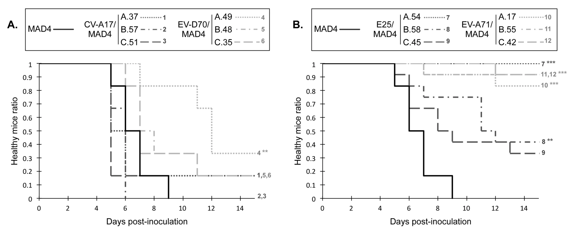 Neurovirulence of MAD4 and selected recombinant viruses in PVR-Tg mice.