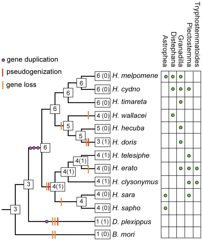 Inferred patterns of intronless <i>Gr</i> gene gain and loss across the genus <i>Heliconius</i>.