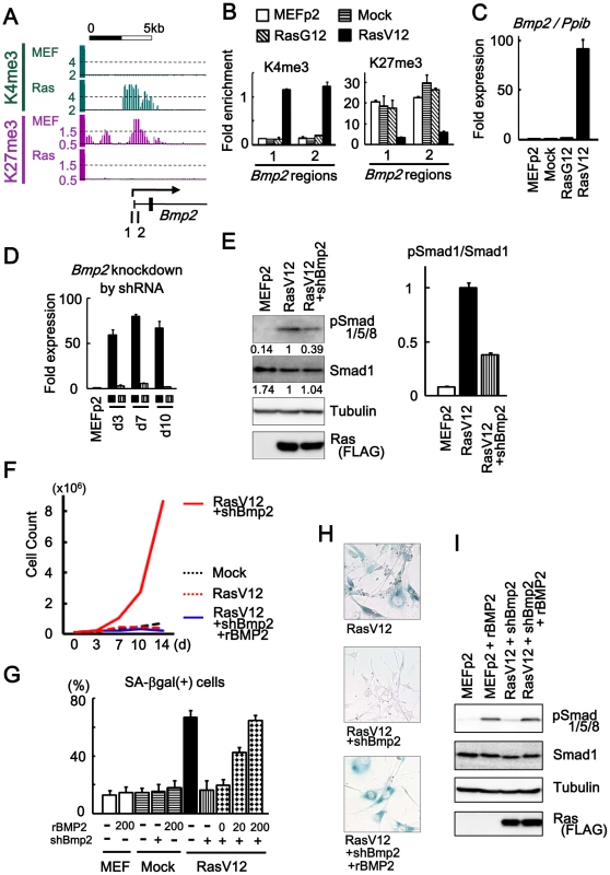 <i>Bmp2</i> upregulation in senescence.