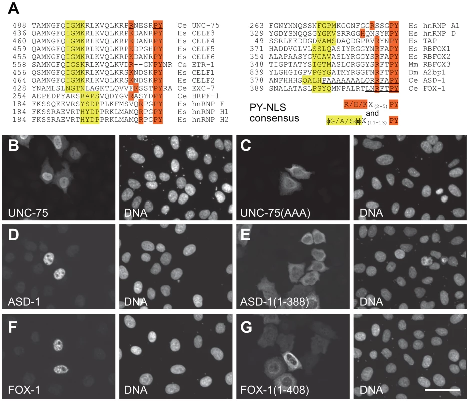 The C-termini of UNC-75, ASD-1, and FOX-1 are the evolutionarily conserved nuclear localization signals.