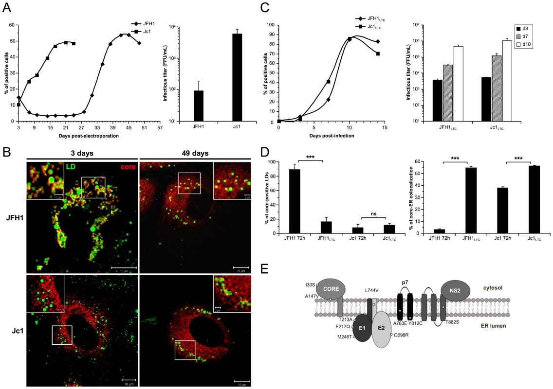 core re-localization in the ER after adaptation of JFH1 HCVcc in long-term culture.