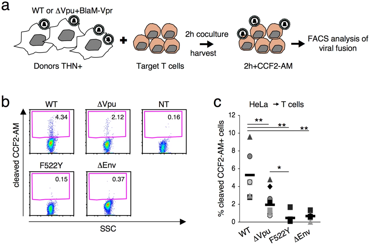 Tetherin reduces fusion after viral transfer to target cells.