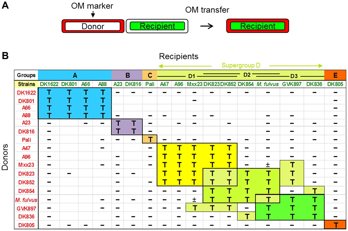 OM exchange is strain specific.