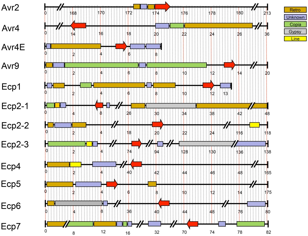 Repetitive regions flanking known effectors of <i>Cladosporium fulvum</i>.