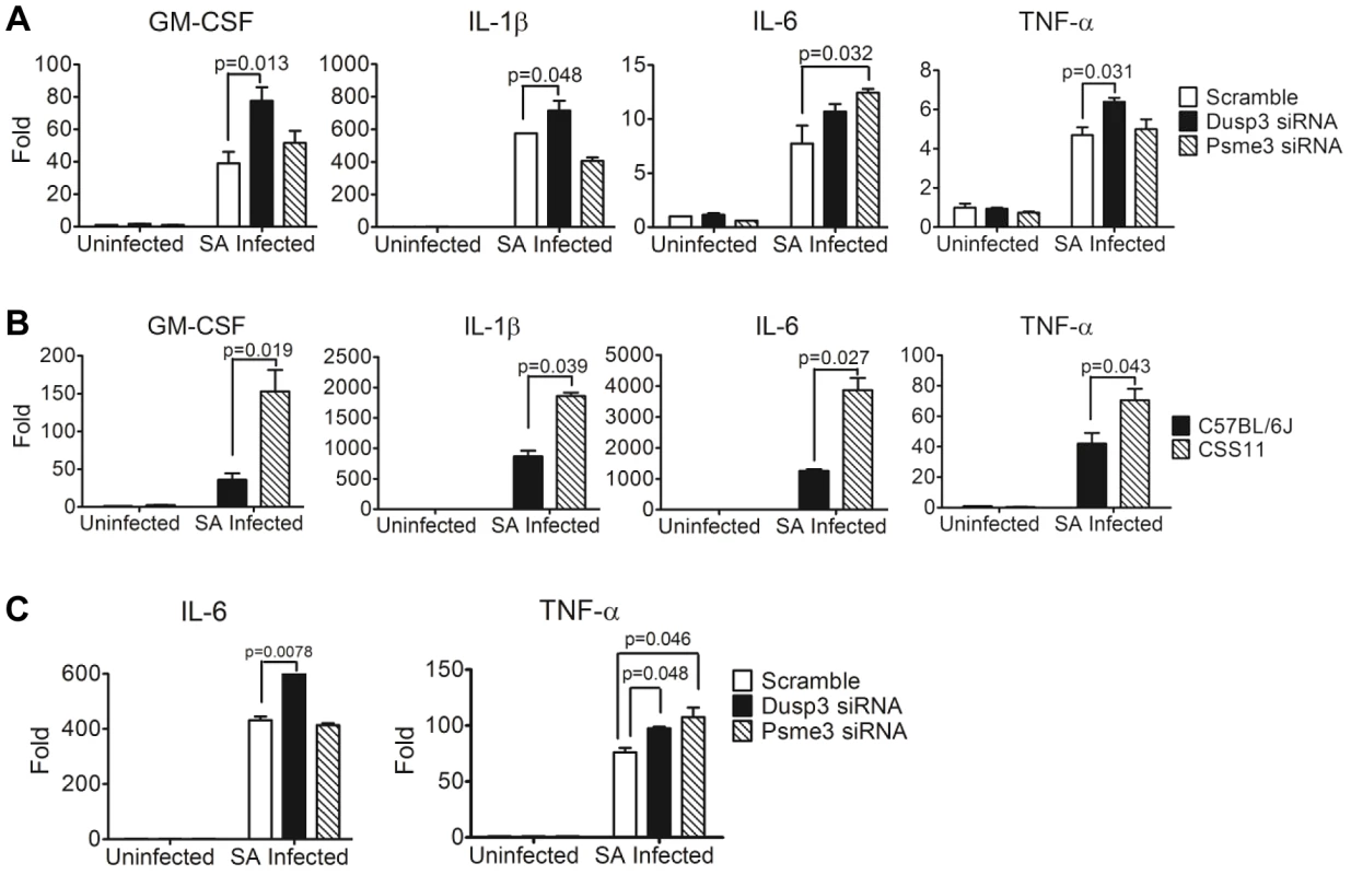 Quantitative-PCR confirmed elevation of cytokine production in macrophages transfected by <i>Dusp3</i> and <i>Psme3</i> siRNA or BMDMs from CSS11(GM-CSF, IL-1β, IL-6, and TNF-α).