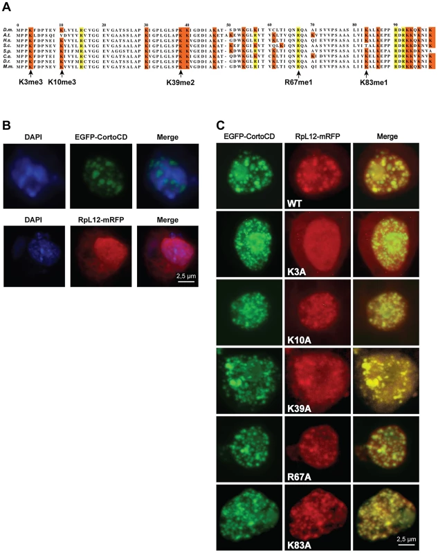 Lysine 3 of RPL12 is essential for interaction with Corto.