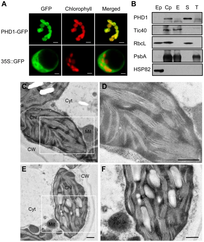 Subcellular localization of PHD1.