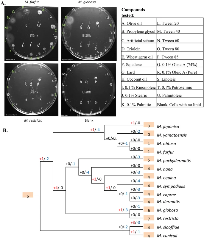 Lipid specificity and extensive turnover in the lipase gene family.