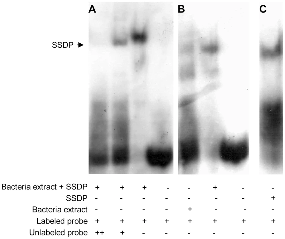 Fly SSDP specifically recognizes the SSDP binding site.