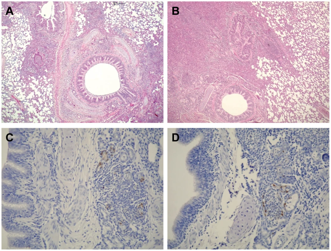 Pathological findings in the lungs of infected ferrets.