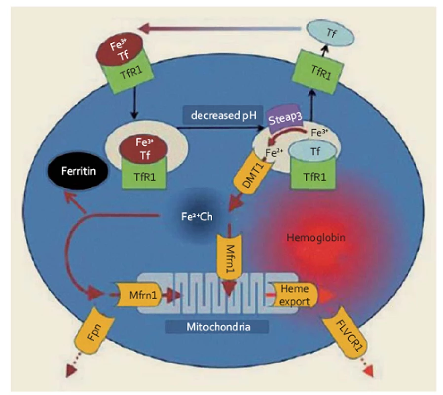 Metabolizmus železa v erytroidních prekurzorech (upraveno podle [1]). Transferin (Tf) transportující trojmocné železo se váže na povrchu buňky na transferinový receptor 1 (TfR1), celý komplex podléhá endocytóze, v kyselém prostředí pak dochází k uvolnění Fe<sup>3+</sup> z vazby na komplex Tf-TfR1 a jeho redukci na dvojmocnou formu účinkem reduktázy Steap3. Transport Fe<sup>2+</sup> do nitra buňky je zprostředkován DVMT1, z intracelulárního prostoru je buď odsunováno vázané na mitochondriální feritin (Mfrn1) do mitochondrií i je ukládáno do zásobní formy feritinu. Vytvořený hem je vázán s globinem, za určitých okolností může být železo též transportováno extracelulárně (zprostředkováno ferroportinem 1 – Fpn), stejně tak jako vznikající hem (vazbou s FLVC receptorem – FLVCR1).
Fig. 1. Metabolism of iron in erythroid precursors (modified according to [1]). Transferrin (Tf) transporting ferric iron binds on the cell surface with transferrin receptor 1 (TfR1), the whole complex is endocytosed, Fe<sup>3+</sup> is then released from the TF-TfR1 complex in acidic environment and is reduced to divalent form by the Steap3 reductase. Transport of Fe<sup>2+</sup> into the intracellular space is mediated by DVMT1, once eleased, iron binds to mitochondrial ferritin and is subsequently utilised in mitochondria, or it may be stored in ferritin. De novo synthesized haem binds with globin. Under certain circumstances, iron can also be transported extracellularly (mediated by ferroportin 1 – FPN), as well as created haem (mediated by FLVC receptor – FLVCR1).