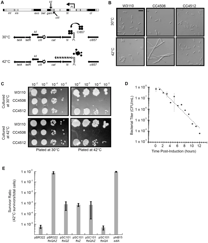 Induction of λ <i>kil</i> interferes with <i>E. coli</i> cell division, but is suppressed by <i>ftsZ</i> overexpression.