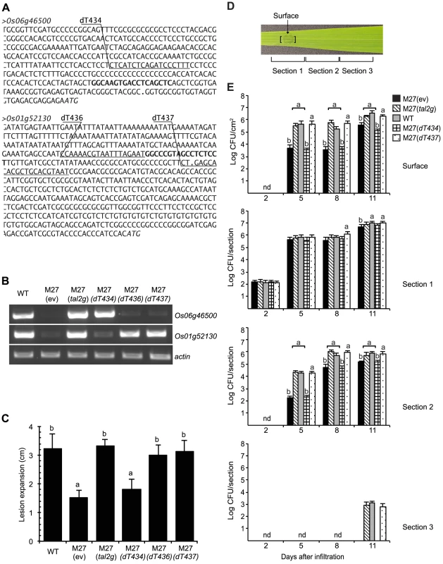 Determination of <i>Os01g52130</i> as the relevant target of Tal2g using designer TAL effectors.
