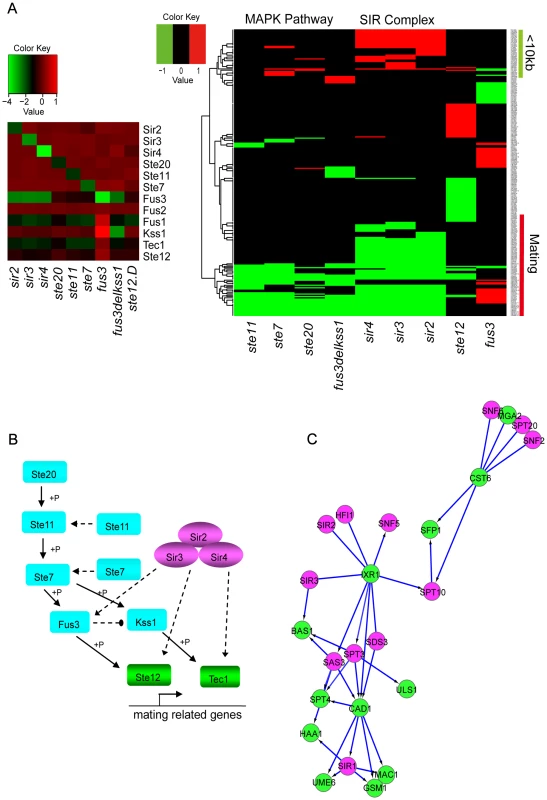 Novel causal or non-causal relationships predicted by DM_BN and an inferred novel regulatory model involved in mating process.