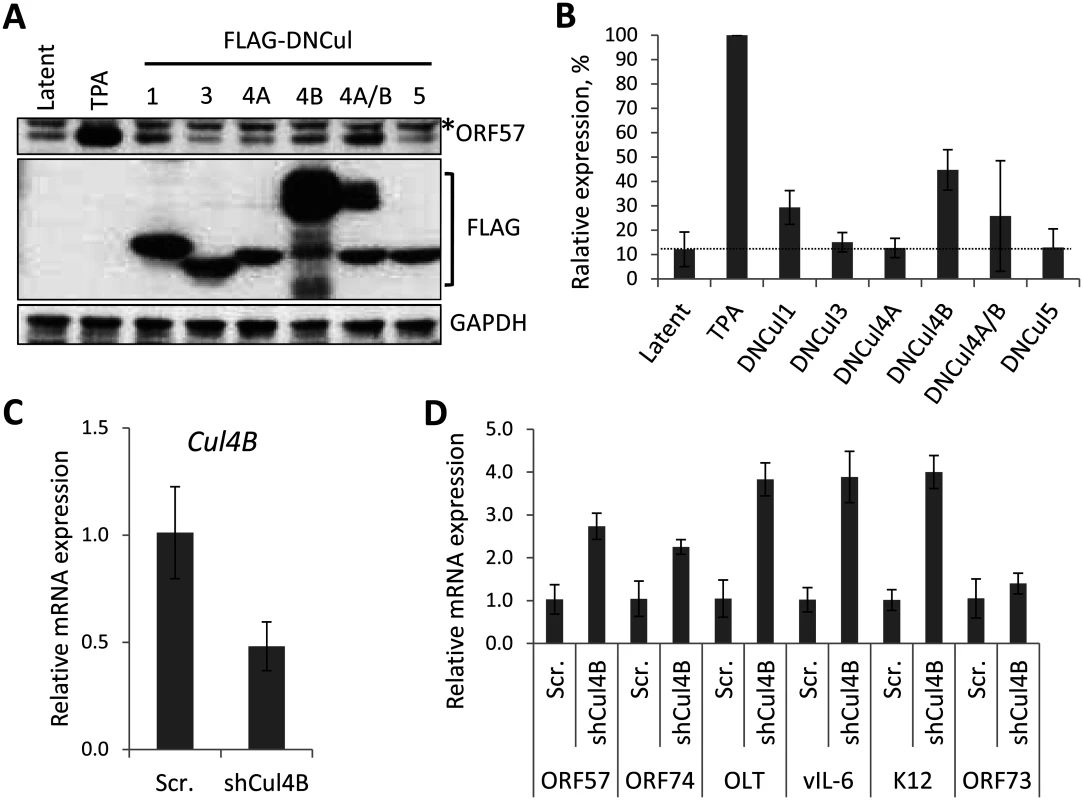 The role of individual CRLs for the regulation of KSHV latency.
