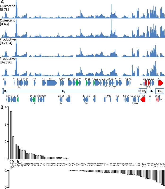 RNA expression in productively and quiescently-infected hESC-derived neurons.