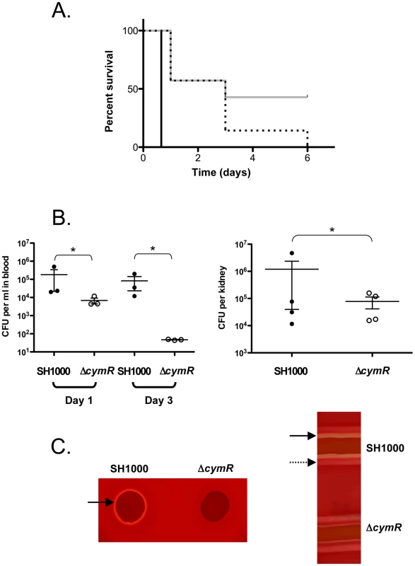 Role of CymR during <i>S. aureus</i> infection.