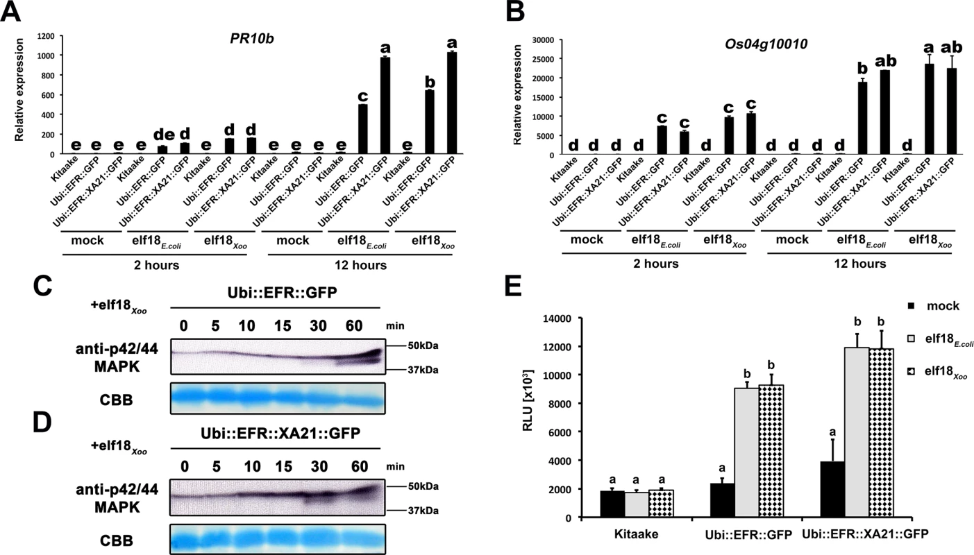 EFR and EFR::XA21 recognize the elf18 sequence derived from <i>Xoo</i> EF-Tu.