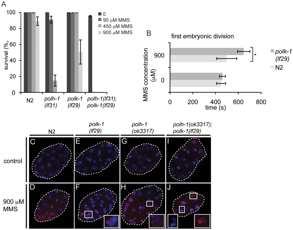 <i>polh-1</i> and <i>polk-1</i> protect in a redundant fashion against the methylating agent MMS.