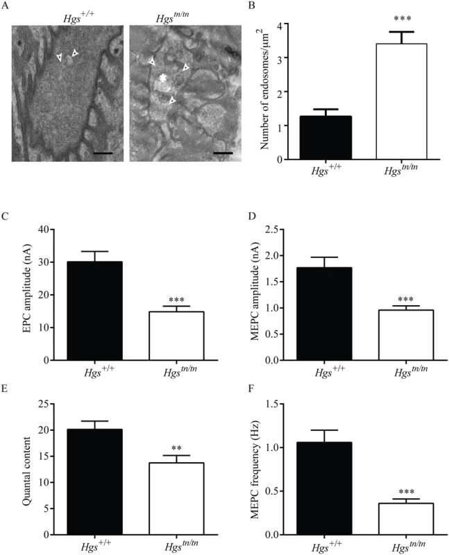 Loss of HGS increases the number of endosome-like structures and results in synaptic transmission deficits at the NMJ.