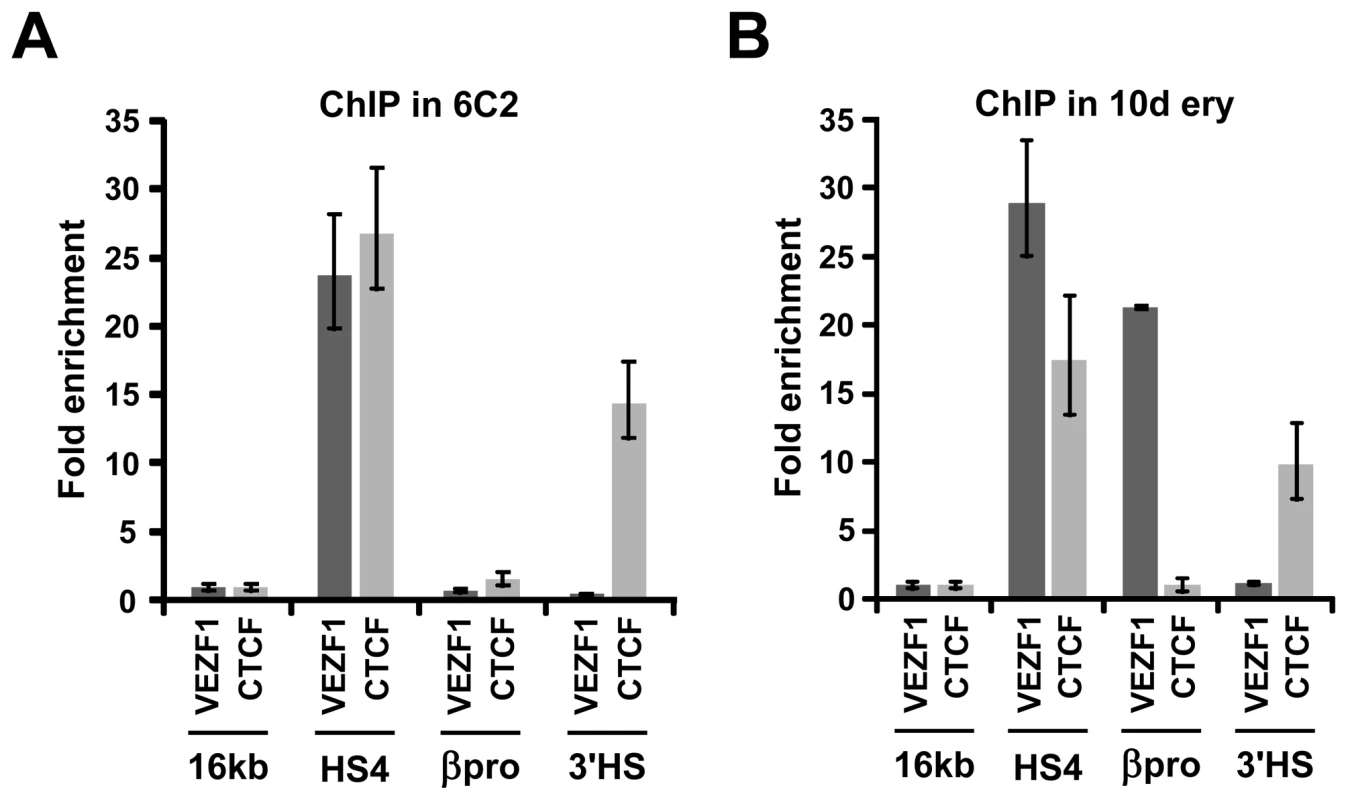 VEZF1 interacts with the HS4 insulator <i>in vivo</i>.