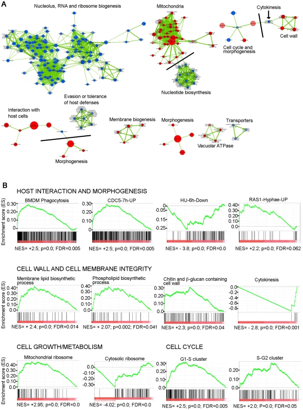 GSEA analysis of the genes differentially expressed in the absence of Med31 in <i>C. albicans</i>.