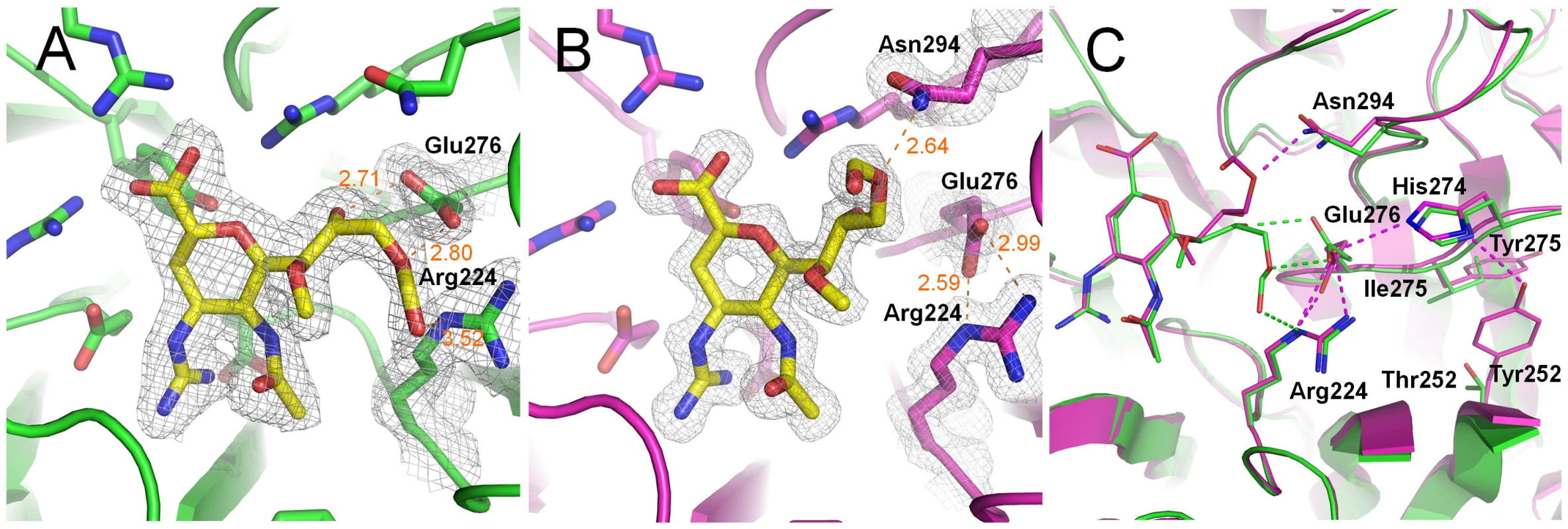 Binding of the laninamivir octanoate prodrug (CS-8958) to p57N2 and p09N1.