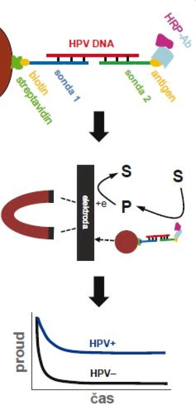 Elektrochemický test pro detekci virové DNA.
